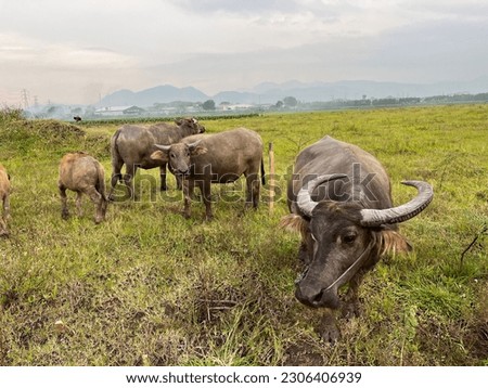 Family of buffalo on the grass field