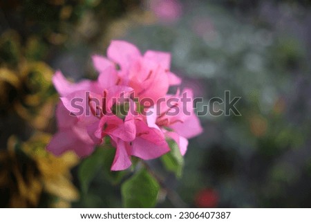 the blooming of bougenvil flowers which are pink or red in color