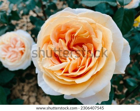 a yellow rose photograph. A background of a double rose picture, a rose garden, the flower of spring