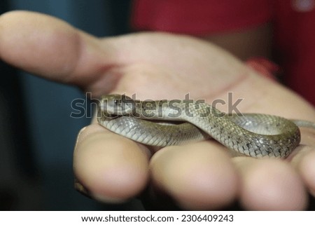 Snakes are elongated, limbless, carnivorous reptiles of the suborder Serpentes. Like all other squamates, snakes are ectothermic. Royalty-Free Stock Photo #2306409243