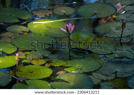 Pink water lily - Nymphaea Alba. Close up photo.