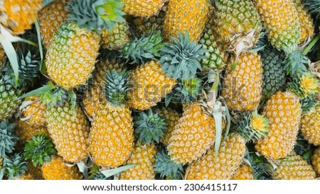 Exotic Beauty of Wild Pineapples in this Vibrant Image - Pineapple pineapple fruit pine apple tropical fruit ananas comosus pina prickly fruit Royalty-Free Stock Photo #2306415117