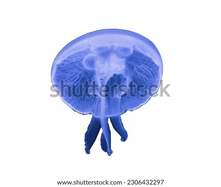 Jellyfish isolated on white background Royalty-Free Stock Photo #2306432297