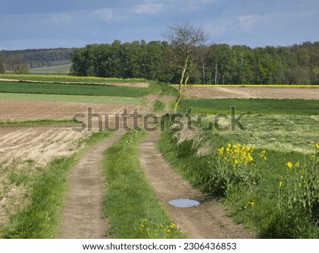 Dirt road landscape. Countryside landscape, rural panoramic landscape. Spring on the country. Yellow rapeseed. Lublin province Poland.