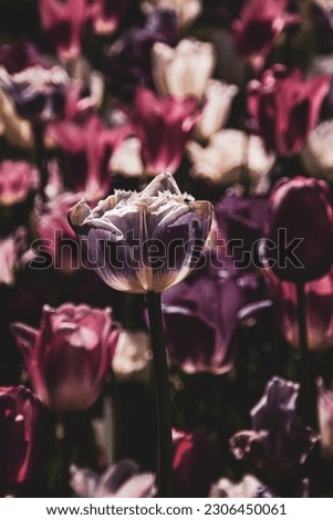 Blooming tulips in different colors springtime background or greeting card