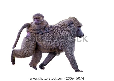 Female baboon with her baby, isolated on white background