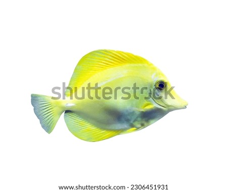Tropical yellow fish isolated on white background