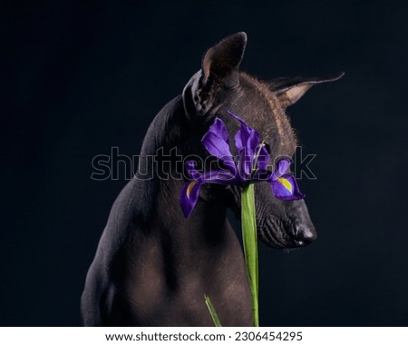 mexican hairless dog in studio black background with blue flower iris