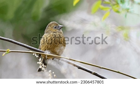 Beautiful Taiwan rosefinch perched on the branch. It's endemic bird of Taiwan. This one is female bird. Royalty-Free Stock Photo #2306457801