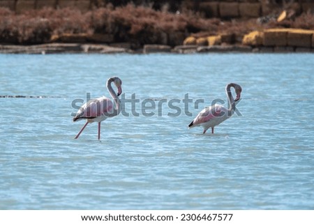 Flamingo birds fishing in the salt lakes - Sicily
