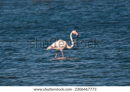 Flamingo bird fishing in the salt lakes - Sicily