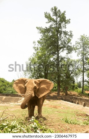 100 years old elephant enjoy in Wildlife Park, Jos, Nigeria.