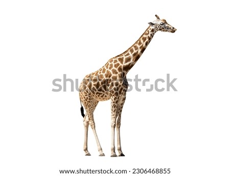 Giraffe isolated on white background Royalty-Free Stock Photo #2306468855