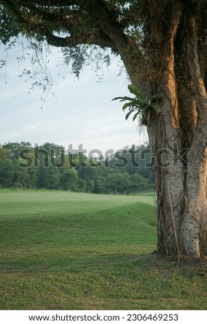 Big tree framing photo with blurred green trees background Royalty-Free Stock Photo #2306469253
