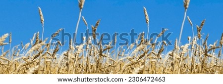 Rye ear on the background of a ripe rye field, panoramic background panorama rural nature
