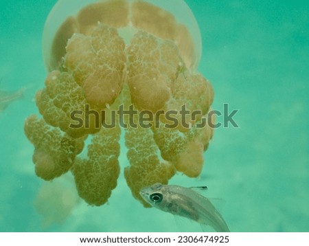 Say hi to the jelly fish