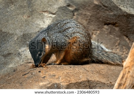 Bokyboky, Mungotictis decemlineata, wild animal, Narrow-striped Mongoose dry leaves of a dense deciduous Kirindy Forest, Madagascar. Vontsira among in Africa, rare mammal hidden the  forest, Africa. Royalty-Free Stock Photo #2306480593
