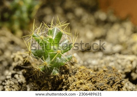 A macro photo of a tiny spiky cactus, thriving on its own in humus-rich soil. Royalty-Free Stock Photo #2306489631