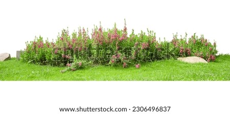 Tropical plant pink flower bush tree isolated on white background with clipping path. Royalty-Free Stock Photo #2306496837
