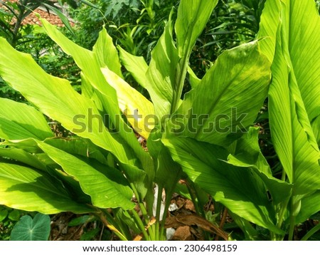 leaves of the turmeric plant, Indonesian herbal plants May 20, 2023