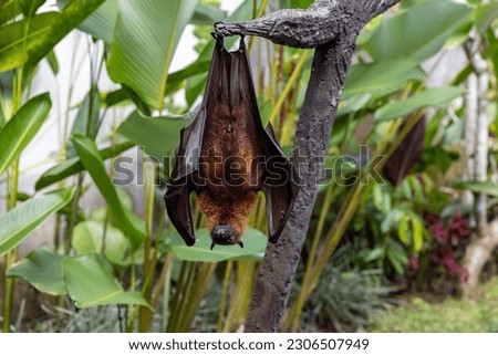 Bali, Indonesia A large bat hanging from a tree in the jungle. Royalty-Free Stock Photo #2306507949