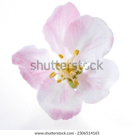 apple blossom, flower, apple, nature, isolated Royalty-Free Stock Photo #2306514165