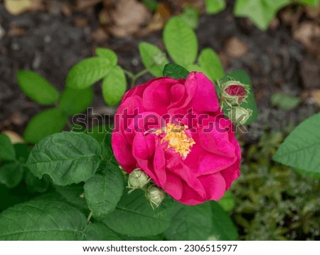 French rose, Rosa gallica, close up of flower in garden, Netherlands Royalty-Free Stock Photo #2306515977