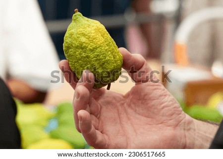 Closeup of man's hands clutching an etrog or citron fruit and studying it for blemishes or imperfections that would render it unfit for use in the ritual observance of the Jewish festival of Sukkot.  Royalty-Free Stock Photo #2306517665