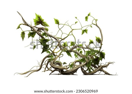 Twisted jungle vines tropical rainforest liana plant. Vector illustration desing. Royalty-Free Stock Photo #2306520969