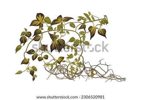 Twisted jungle vines tropical rainforest liana plant. Vector illustration desing. Royalty-Free Stock Photo #2306520981
