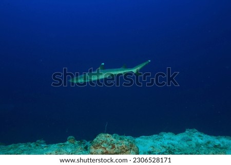 The white tip shark has a distinctive feature on its fins. It is white in the end. They will live in the coral reef. And is often captured by photographers who take pictures of coral reefs