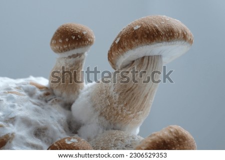 Psychedelic magic mushrooms grow. Psilocybe Cubensis on grey background. Macro view, close-up, micro