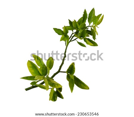Green leaves isolated on white background  