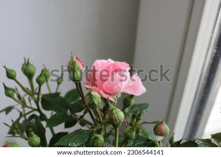 pink rose picture at home