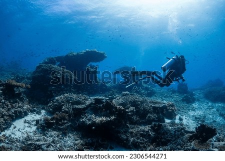 A scuba diver swims above a healthy Indonesian tropical coral reef with coral bommies in the background.  Royalty-Free Stock Photo #2306544271