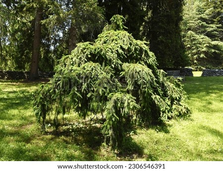 Weeping Norway Spruce or
Picea abies 'Pendula' Royalty-Free Stock Photo #2306546391