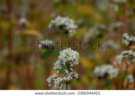 Summer buckwheat field with white flowers in full bloom
