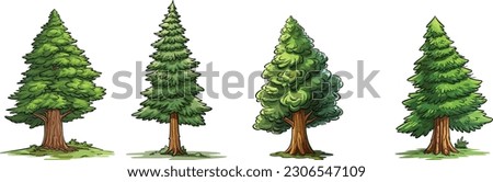 Douglas fire tree set in isolated white background, Douglas fire tree clip art collection.