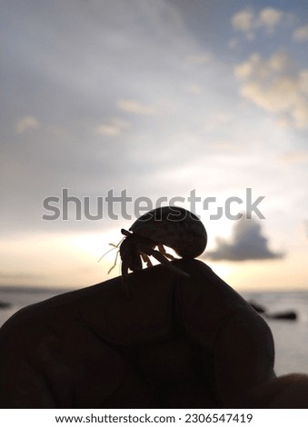 Hermit Crab on sunset views