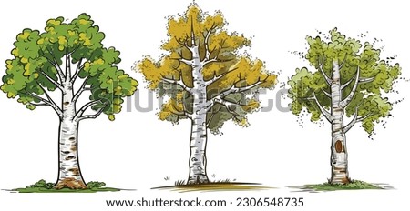 Birch tree set in isolated white background, Birch tree clip art collection.