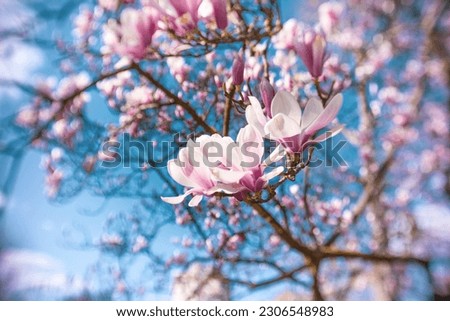 Pink Chinese or saucer magnolia flowers, Magnolia against a blue sky.