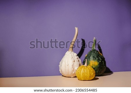 Many different types of Decorative pumpkins on purple background. Modern aesthetic. Minimal autumn seasonal creative concept. Halloween Party Postcard.