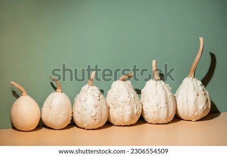 Many different types of Decorative pumpkins on green background. Modern aesthetic. Minimal autumn seasonal creative concept. Halloween Party Postcard.