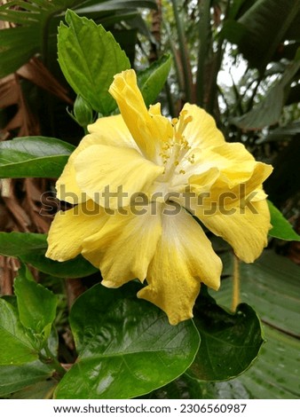 yellow flower from Kauai Hawaii