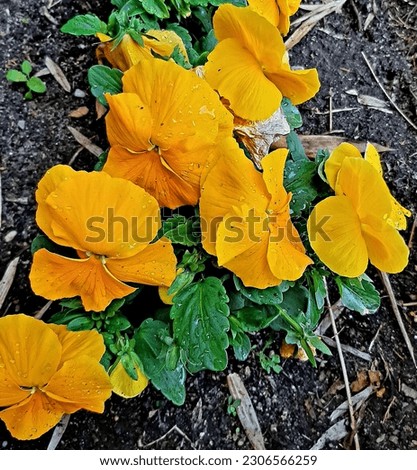 Bright yellow and orange tricolor violet flowers for decorating parks and gardens of the Crimea in spring. Photo taken in bright sunshine.