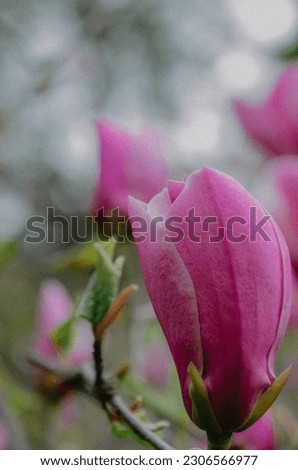 white pink magnolia for screensavers on your phone