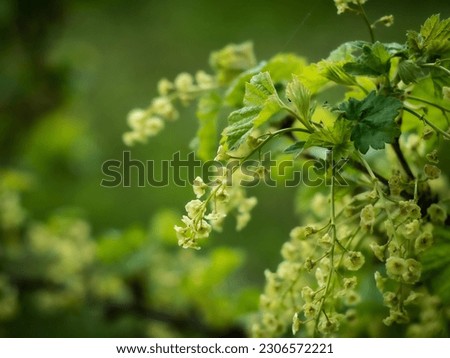 Flowering shrub, tree with green flowers. Spring, bunch of currant bush flower. Close-up of flowers and blurred background.
