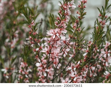 Flowering shrub, tree with pink flowers. Low almond blossoms in spring. Close-up of flowers and blurred background.