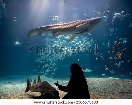 Rear silhouette of a person watching whale shark and looking at the variety of sea fish life in Osaka Aquarium Kaiyukan. Whale shark swim in one of the largest aquarium in the world in Osaka, Japan. Royalty-Free Stock Photo #2306573683