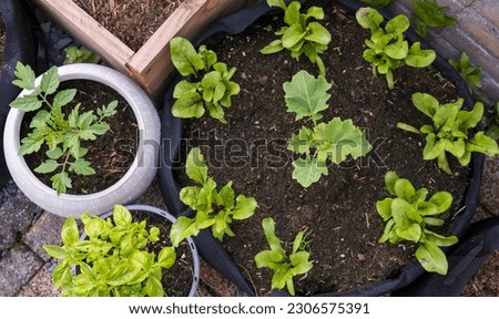 Small crops growing in an urban vegetable garden.